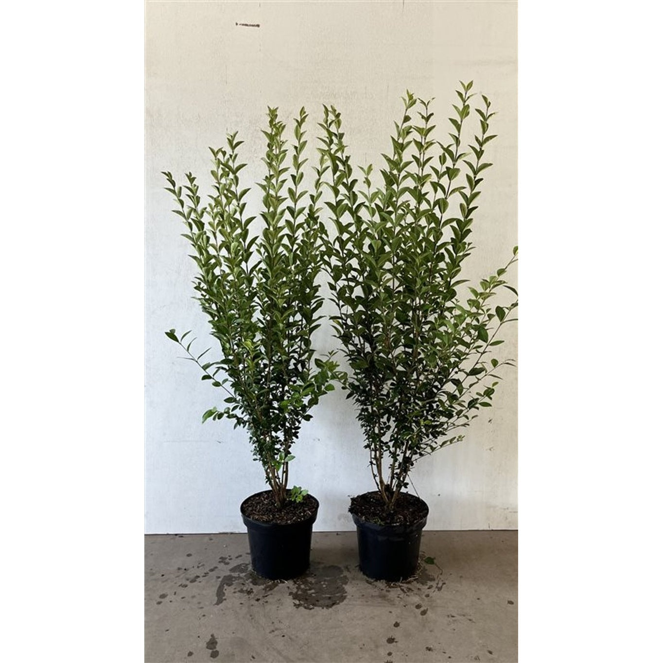 Liguster – Ligustrum ovalifolium - C7,5 100-125 CM